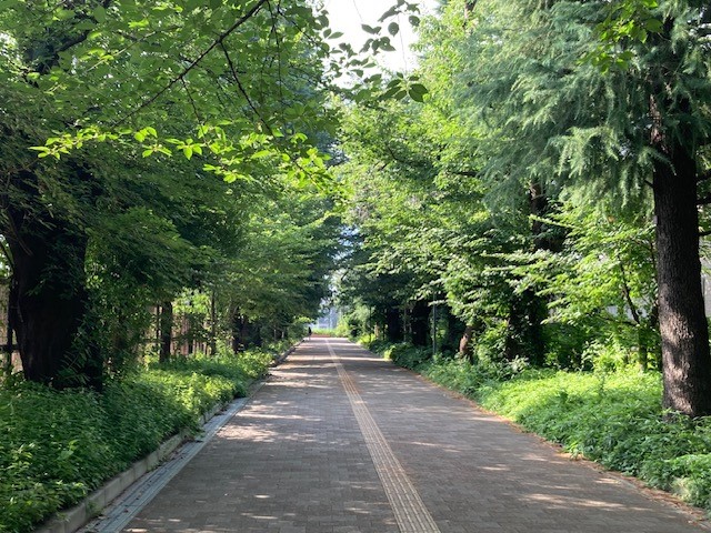 桜並木060710　